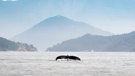 Saltair Ocean Adventures