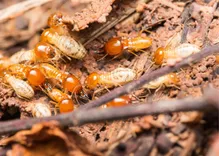 Blake Island Termite Removal Experts
