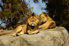 Gir National Park