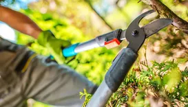 Rotherham Tree Pruning