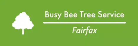 Busy Bee Tree Service Fairfax