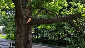 Swan City Tree Service