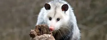 Frontline Possum Removal Brisbane