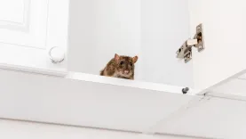 Frontline Rodent Control Melbourne