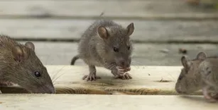 Frontline Rodent Control Perth