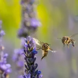 Morris Bee Removal Melbourne