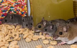 Frontline Rodent Control Brisbane
