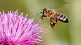 Morris Bee Removal Sydney