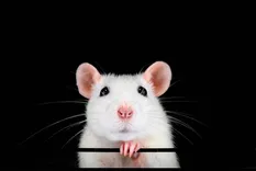 Morris Rodent Control Perth