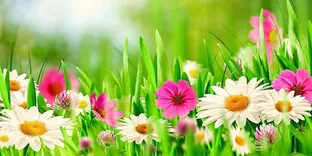Flower Sale Shop