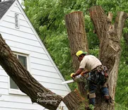 Forster Tree Service