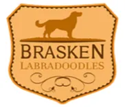 Brasken Labradoodles