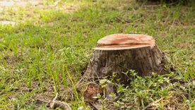 Southern Roots Tree Care