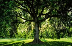 Bob's Tree Service