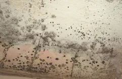 Mold Solutions of Mesa