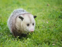 CBD Possum Removal Canberra