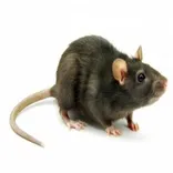 Rat Pest Control Perth