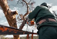 Monterey Park Tree Service