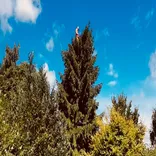 The Tree Business