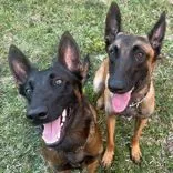Top Tier K9 - Bradenton