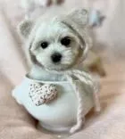 Dog Boutique Store