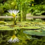 Rocklin Landscaping Pros