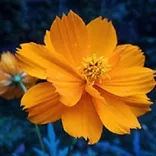 Joyful Living Reiki