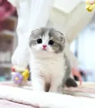 Munchkin Cat For Sale