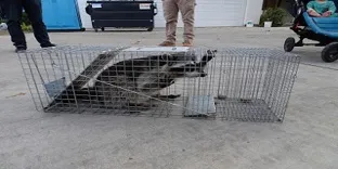 Vancouver Animal Exterminator
