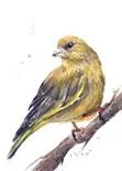 The Green Finch & Co