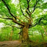 A Force of Nature Tree Service LLC