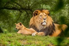 Jim corbett safari booking