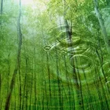 Healing with Homeopathy