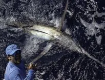 Marlin Fishing Cape Verde