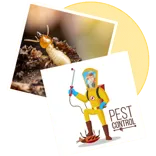 Sornavalli Pestcontrol