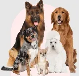Dog training and boarding in Milwaukee - pet u