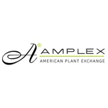 About Amplex