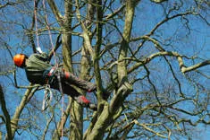 Nottingham Tree Surgeons