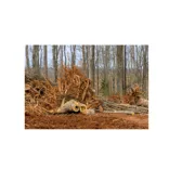 Clean Cuts Tree Care