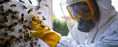 Allen Bee Hive Rescue Services