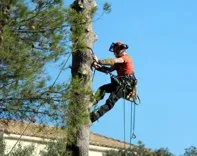 Rosas Tree Service of Vallejo
