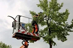 Owasso Tree Services