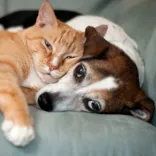 Pet Nutrition Consultants