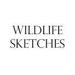Wildlife Sketches