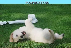 POOP BUSTERS