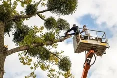 Greenville Tree Care Services
