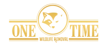 One Time Wildlife Removal and Pest Control