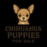 Potty Trained Chichuahua