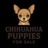 Potty Trained Chichuahua