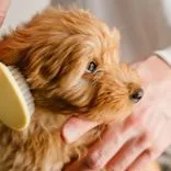Pet Care Club of Ames